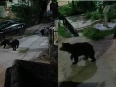 कांकेर की सड़कों पर देर रात घूमते दिखे तीन भालू, इलाके में फैली दहशत