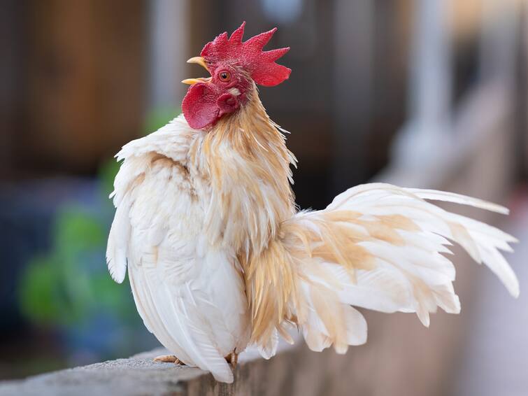 Couple Sue Neighbors Over Rooster That Crows 200 Times Per Day Viral news: కోడి కూసిందని కోర్టుకెక్కిన జంట, వీరి కష్టం ఏ పక్కింటోడికి కూడా రాకూడదు!