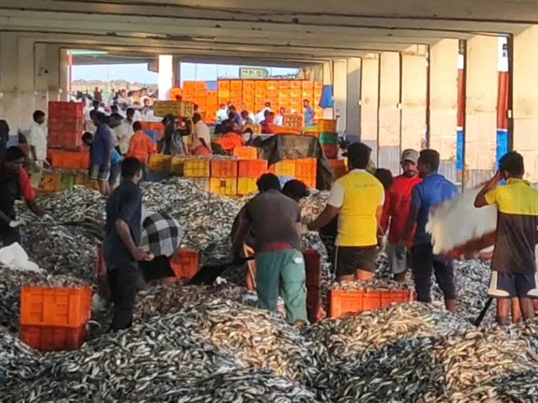 Increase in inflow of fish at Kulachal harbor in Kanyakumari district TNN கன்னியாகுமரி:  குளச்சல் துறைமுகத்தில் மீன்களின் வரத்து அதிகரிப்பு - மகிழ்ச்சியில் மீனவர்கள்