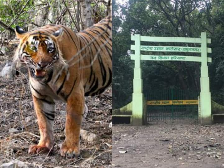 Yamunanagar Kalesar National Park: यमुनानगर के कलेसर में आप सिर्फ तीस रूपए में जंगल सफारी का आनंद ले सकते हैं. जानिए इस पार्क की खासियत