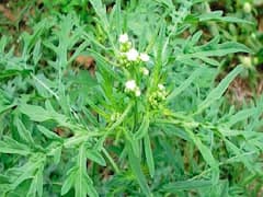 सावधान हो जायें किसान! एक छोटी सी घास फैला रही है बड़ी तबाही, फसलों में हो सकता है 40% तक का नुकसान