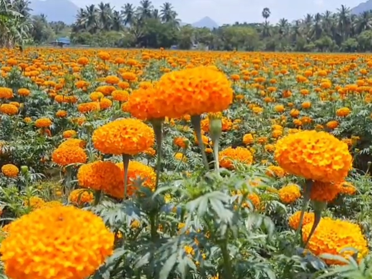 ஓணம் பண்டிகை......குமரி மாவட்டத்தில் பூக்கள் அறுவடை தொடங்கியது..!