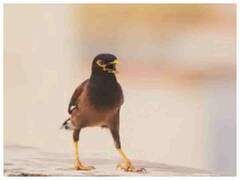 Viral Video : चक्क चिमुकल्या मैनेनं केला ‘हरे कृष्णा’चा जप! व्हिडीओ होतोय सोशल मीडियावर व्हायरल