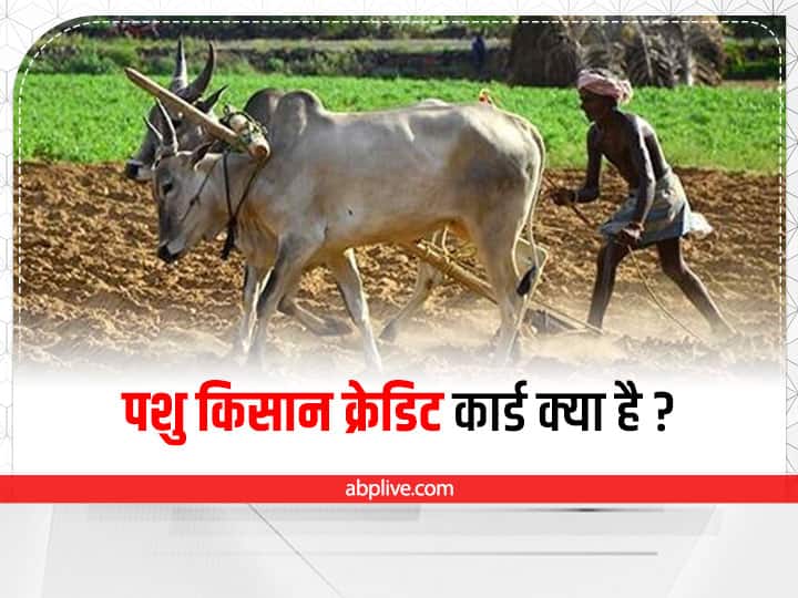 Pashu Kisan Credit Card: गाय, भैंस पालने के लिए अब किसानों को मिलेगा क्रेडिट कार्ड, जानें- अप्लाई करने का तरीका Haryana Pashu Kisan Credit Card Scheme Benefits, Purpose, and Online Application Form Pashu Kisan Credit Card: गाय, भैंस पालने के लिए अब किसानों को मिलेगा क्रेडिट कार्ड, जानें- अप्लाई करने का तरीका