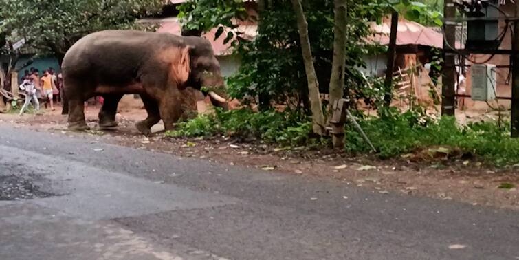 Jhargram News  Elephant nuisance in lalgarh, daily commuter suffer from traffic jam Lalgarh News: লালগড়ে তাণ্ডব দলছুট দাঁতালদের, চরম ভোগান্তিতে নিত্যযাত্রীরা