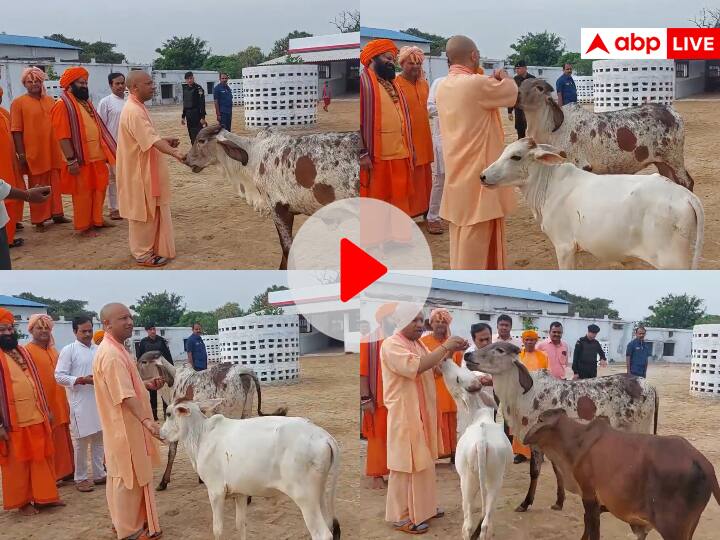 Watch: गोरखनाथ मंदिर में सीएम योगी की आवाज सुन दौड़े चले आए गाय और बछड़े, मुख्यमंत्री ने अपने हाथ से खिलाया गुड़ Watch CM Yogi Adityanath Gorakhpur Gorakhnath Temple Viral Video of calves running for fed jaggery with his hands Watch: गोरखनाथ मंदिर में सीएम योगी की आवाज सुन दौड़े चले आए गाय और बछड़े, मुख्यमंत्री ने अपने हाथ से खिलाया गुड़