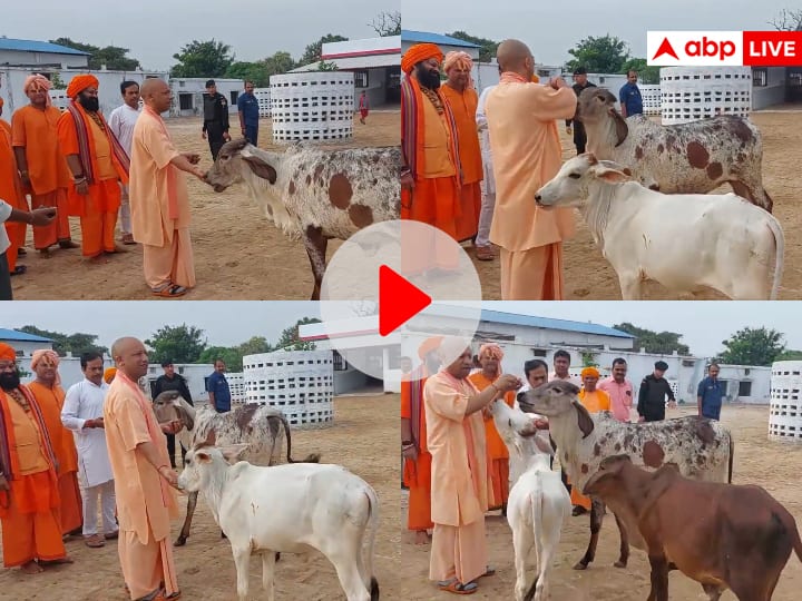 Watch CM Yogi Adityanath Gorakhpur Gorakhnath Temple Viral Video of calves running for fed jaggery with his hands Watch: गोरखनाथ मंदिर में सीएम योगी की आवाज सुन दौड़े चले आए गाय और बछड़े, मुख्यमंत्री ने अपने हाथ से खिलाया गुड़