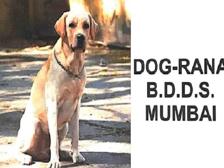 Sniffer dog Rana, member of Mumbai police bomb squad, dies மும்பை பாம் ஸ்குவாட் மோப்ப நாய் ராணா மறைவு: கண்ணீர் மல்க இறுதி அஞ்சலி