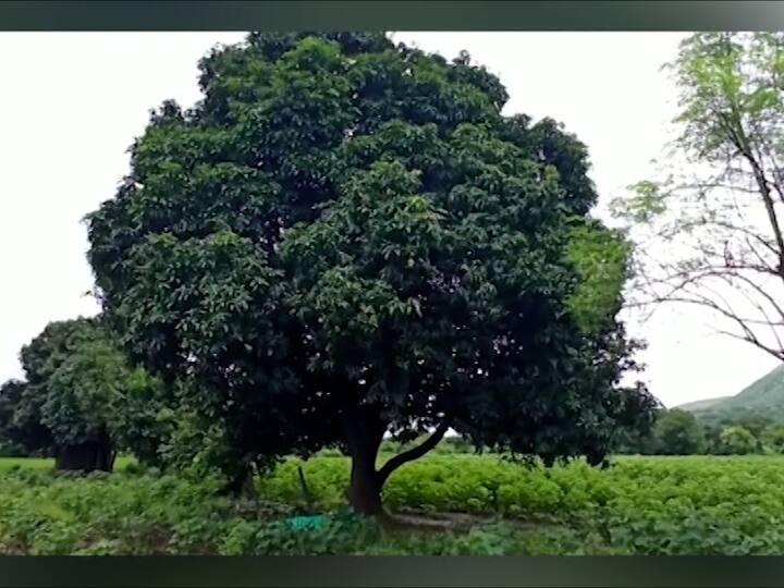 या आंब्याला बारा महिने आंबे का येतात असा प्रश्न विचारला जात होता.