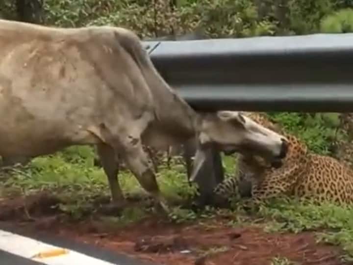 Leopard Holds On To Cow From Underneath Road Railing In Spine-Chilling Video Indian Forest Service WATCH | Leopard Attacks Cow From Underneath Road Railing In Spine-Chilling Video