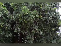 PHOTO : निसर्गाची किमया...बारमाही फळे येणारे आंब्याचे झाड