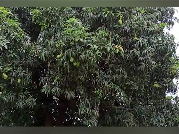 पानबारा गावातील शेत मालक सुरेश गावित यांच्या आईने आपल्या घराजवळील कलमी आंबाची बी 90 च्या दशकात शेतात रोप लावले होते.