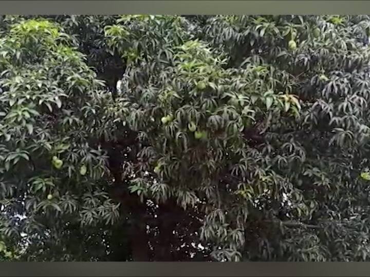 यासंदर्भात नवापूर तालुका कृषी अधिकारी बापू गावित यांनी सांगितले की आंब्याच्या वृक्षाला जमिनीतून आवश्यक अन्न घटक मिळत असल्याने तेथील वातावरण अनुकूल आहे. त्यामुळे आंब्याच्या झाडाला बाराही महिने फळे येऊ शकतात.