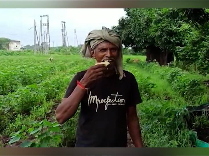 शेतातील मालक या आंब्यांची विक्री करुन आपला उदरनिर्वाह करत असतो तसेच नातेवाईकांना देखील आंबे खाण्यासाठी देत असतो.