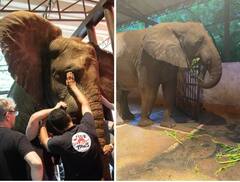 Viral News: দাঁতের ব্যথায় কাবু, পাকিস্তানের চিড়িয়াখানায় বিশেষ যন্ত্রণামুক্তি 'মধুবালা'-র