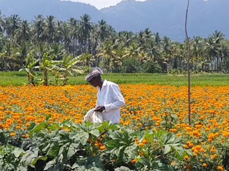 Flower harvesting has started in kanyakumari TNN ஓணம் பண்டிகை......குமரி மாவட்டத்தில் பூக்கள் அறுவடை தொடங்கியது..!