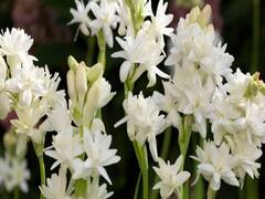 इस तरह हजारों का मुनाफा लाखों में बदल देगें रजनीगंधा के फूल, त्योहारों के बीच हाथोंहाथ होती है बिक्री