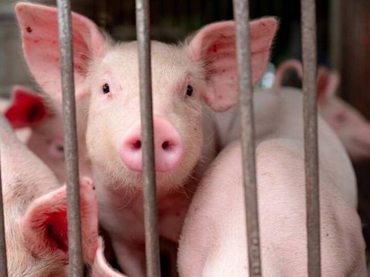 African Swine Flu ravages North – Ban on supply of pigs in Punjab ఉత్తరాదిని వణికిస్తున్న ఆఫ్రికన్ స్వైన్ ఫ్లూ- పంజాబ్‌లో పందుల సరఫరాపై నిషేధం