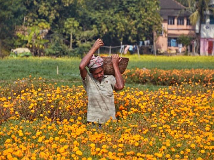 Marigold Farming: नजदीक हैं त्यौहार! इन बातों का ध्यान रखकर बढ़ाएं गेंदा की पैदावार, होगी शानदार कमाई