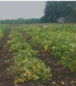 सोयाबीन उत्पादक शेतकरी अडचणीत सापडला आहे