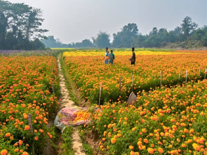 Marigold Farming: नजदीक हैं त्यौहार! इन बातों का ध्यान रखकर बढ़ाएं गेंदा की पैदावार, होगी शानदार कमाई