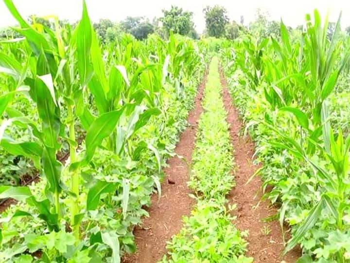 start co-cropping Farming of vegetables along with kharif Crops to make Double Income Co-Cropping: मालामाल बना देंगी खरीफ फसलें, खड़ी फसलों के साथ तुरंत शुरु कर दें सब्जियों की सह-फसल खेती