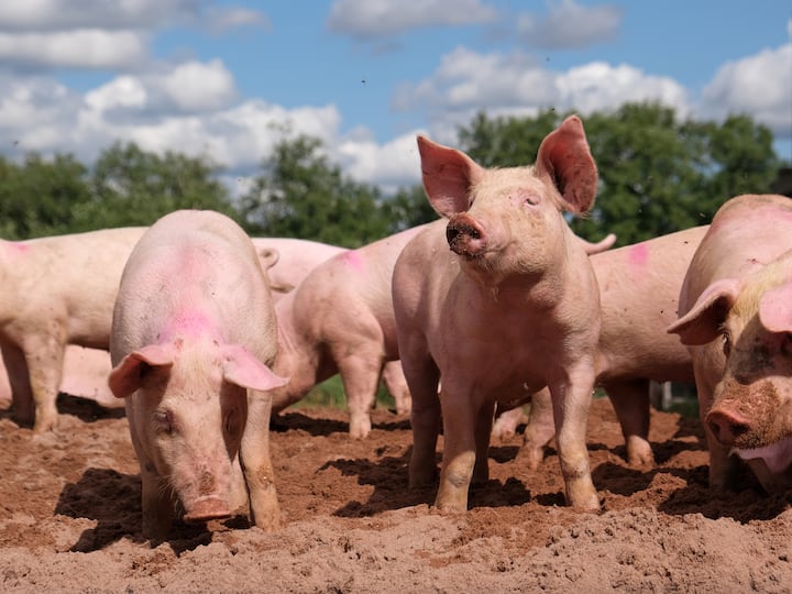 African swine fever has killed 2000 pigs in Madhya Pradesh क्या है African Swine Fever? जिससे मध्यप्रदेश में 2000 सुअरों की मौत हो गई