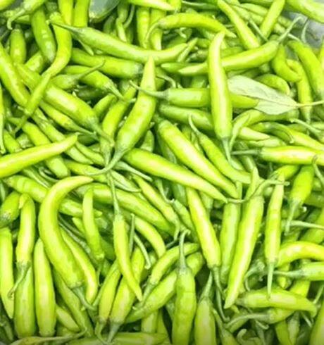 नंदूरबारमध्ये हिरवी मिरची तेजीत