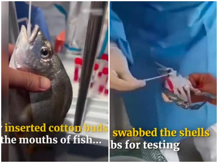 Chinese officials doing PCR test on fish and crabs to curb Covid- 19 cases in China viral video on social media China: सिर्फ इंसान ही नहीं, मछली और बिच्छू का भी होता है कोविड टेस्ट, वीडियो देखकर हैरान रह जाओगे