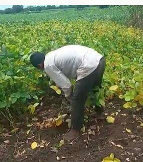 सततचा पाऊस आणि रोगाचा सोयाबीनला फटका