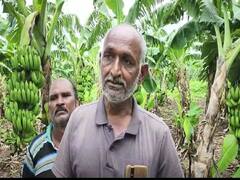 Banana News : नंदूरबार जिल्ह्यातील केळी उत्पादक शेतकरी अडचणीत, केळी खरेदीत व्यापाऱ्यांची मनमानी