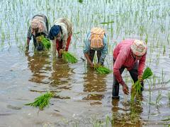 PM Kisan Scheme: पीएम किसान योजना के लाभार्थियों के लिए काम की खबर! इस दिन जारी हो सकता है 12वीं किस्त का पैसा