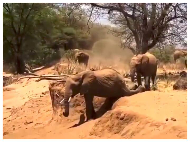 Jumbo Elephant coping mother failed and roiling down from the mound hilarious funny viral video on social media मां की नकल करने के चक्कर में टीले से लुढ़क गया छोटा हाथी, वीडियो देखकर हंसी नहीं रुकेगी