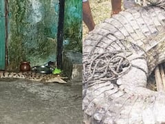 कोटा की दो दर्जन से अधिक कॉलोनियों में मगरमच्छ का खतरा, चंबल नदी के तट पर बसे करीब 50 गांव प्रभावित