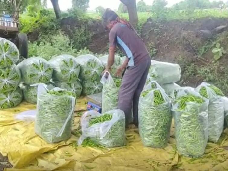 Price hike of green chilies in Nandurbar, Rs 40 per kg Green chilies : नंदूरबारमध्ये हिरवी मिरची तेजीत, किलोला मिळतोय 40 रुपयांचा दर, शेतकऱ्यांना फायदा