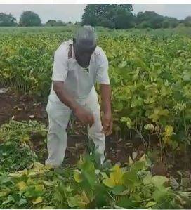 सोयाबीन उत्पादक शेतकरी संकटात