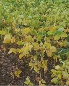 सततचा पाऊस आणि रोगाचा सोयाबीनला फटका