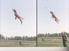 Watch: ਗੇਂਦ ਨੂੰ ਫੜਨ ਲਈ ਕੁੱਤੇ ਨੇ ਹਵਾ 'ਚ ਮਾਰੀ ਅਜਿਹੀ ਛਾਲ, ਵੀਡੀਓ ਦੇਖ ਕੇ ਉੱਚੀ ਛਾਲ ਦੇ ਖਿਡਾਰੀ ਵੀ ਰਹਿ ਜਾਣਗੇ ਹੈਰਾਨ