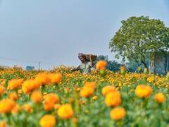 नजदीक हैं त्यौहार! इन बातों का ध्यान रखकर बढ़ाएं गेंदा की पैदावार, होगी शानदार कमाई