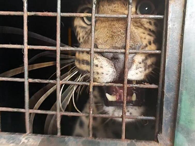 The leopard that killed the girl in the Nilgiris was trapped in a forest department cage நீலகிரி: சிறுமியை கொன்ற சிறுத்தை கூண்டில் சிக்கியது - பொதுமக்கள்  நிம்மதி!