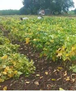 उस्मानाबाद जिल्ह्यातील सोयाबीनवर पडलेल्या यलो मोजियाक रोगाचा मोठा फटका