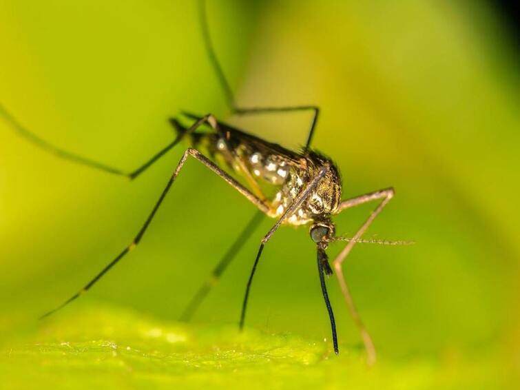 World Mosquito Day: Do you know how many diseases the mosquito is responsible for causing one million deaths every year? World Mosquito Day: ఏటా పది లక్షల మరణాలకు కారణం అవుతోన్న దోమ, ఇది ఎన్ని రోగాలను వ్యాపింపజేస్తుందో తెలుసా?