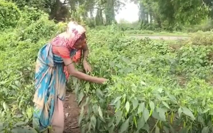 Green chilies : नंदूरबारमध्ये हिरवी मिरची तेजीत, किलोला मिळतोय 40 रुपयांचा दर, शेतकऱ्यांना फायदा