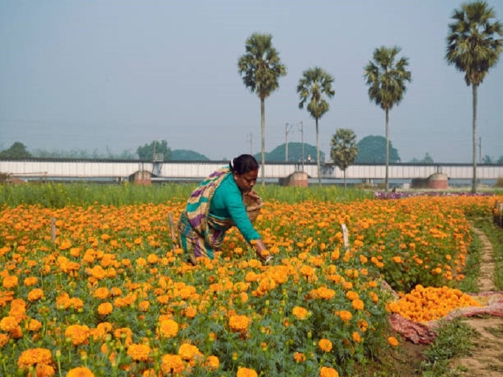 Marigold Farming: नजदीक हैं त्यौहार! इन बातों का ध्यान रखकर बढ़ाएं गेंदा की पैदावार, होगी शानदार कमाई