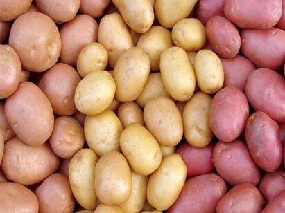 Research Reveals Potatoes Aren’t As Harmful As You May Think உருளைக்கிழங்கு பிடித்தும் சாப்பிட முடியலையா, பயமா இருக்கா? : இனி கவலையை விடுங்க..
