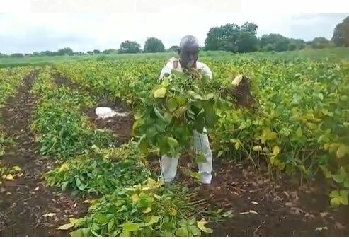 Soyabin crop : सततचा पाऊस आणि रोगाचा सोयाबीनला फटका, फळ न लागल्यानं पिक उपटून टाकण्याची वेळ 