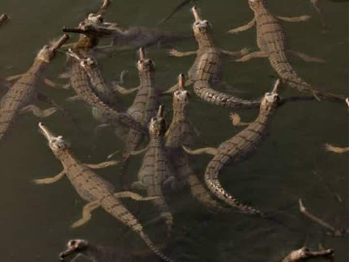 Kota,  alligators is increasing continuously in the Chambal river ANN Kota News: चंबल नदी में लगातार बढ़ रही घड़ियालों की संख्या, केवल दो प्रतिशत बच्चे रहते हैं जिंदा, जानिए वजह