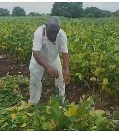 सततचा पाऊस आणि रोगाचा सोयाबीनला फटका