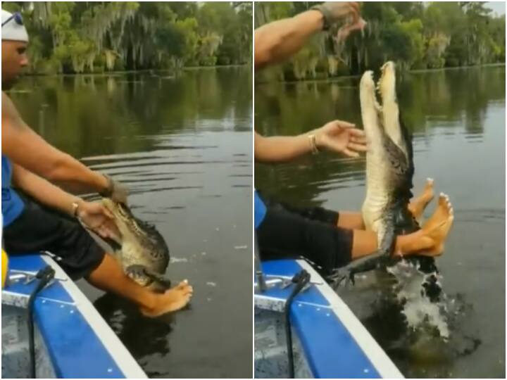 man giving food and petting crocodile like a dog video viral on social media Shocking: शख्स ने कुत्ते की तरह मगरमच्छ को खिलाया खाना, वीडियो देख आपके होश उड़ जाएंगे