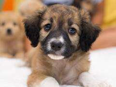 CRIME NEWS : અમદાવાદના અમરાઈવાડીમાં ગલુડિયાની હત્યા બાબતે ત્રણ વ્યક્તિઓ વિરુદ્ધ નોંધાઈ પોલીસ ફરિયાદ, જાણો સમગ્ર મામલો